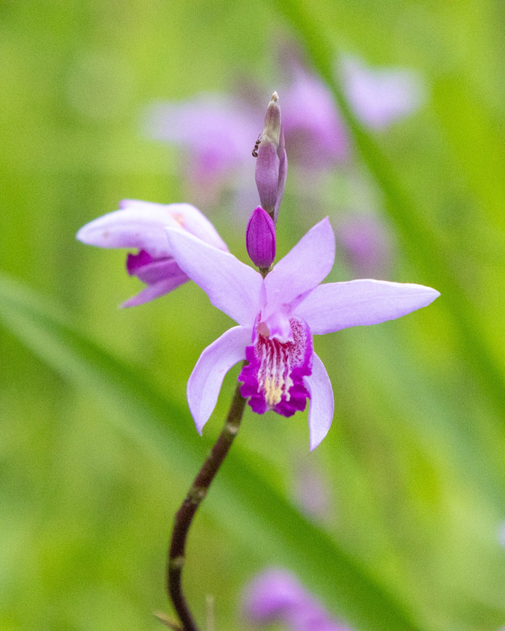 Wild orchid