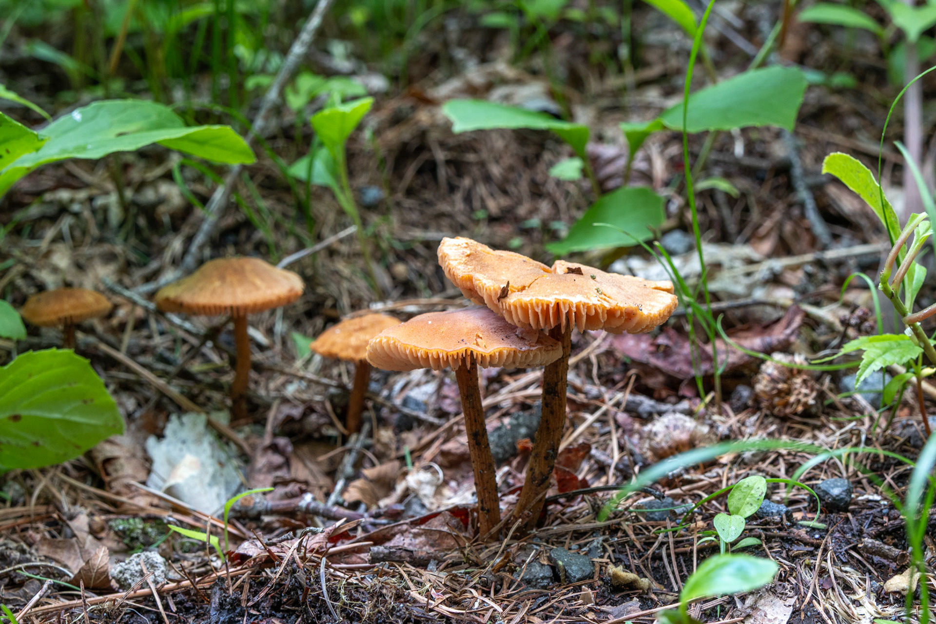 More mushies