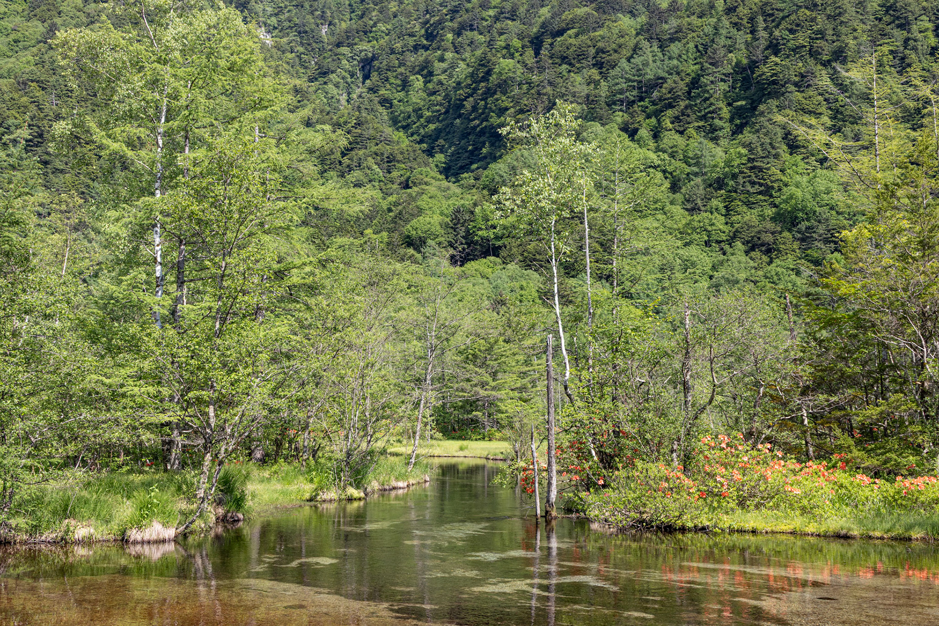 Tashiro Pond, with wild azaleas