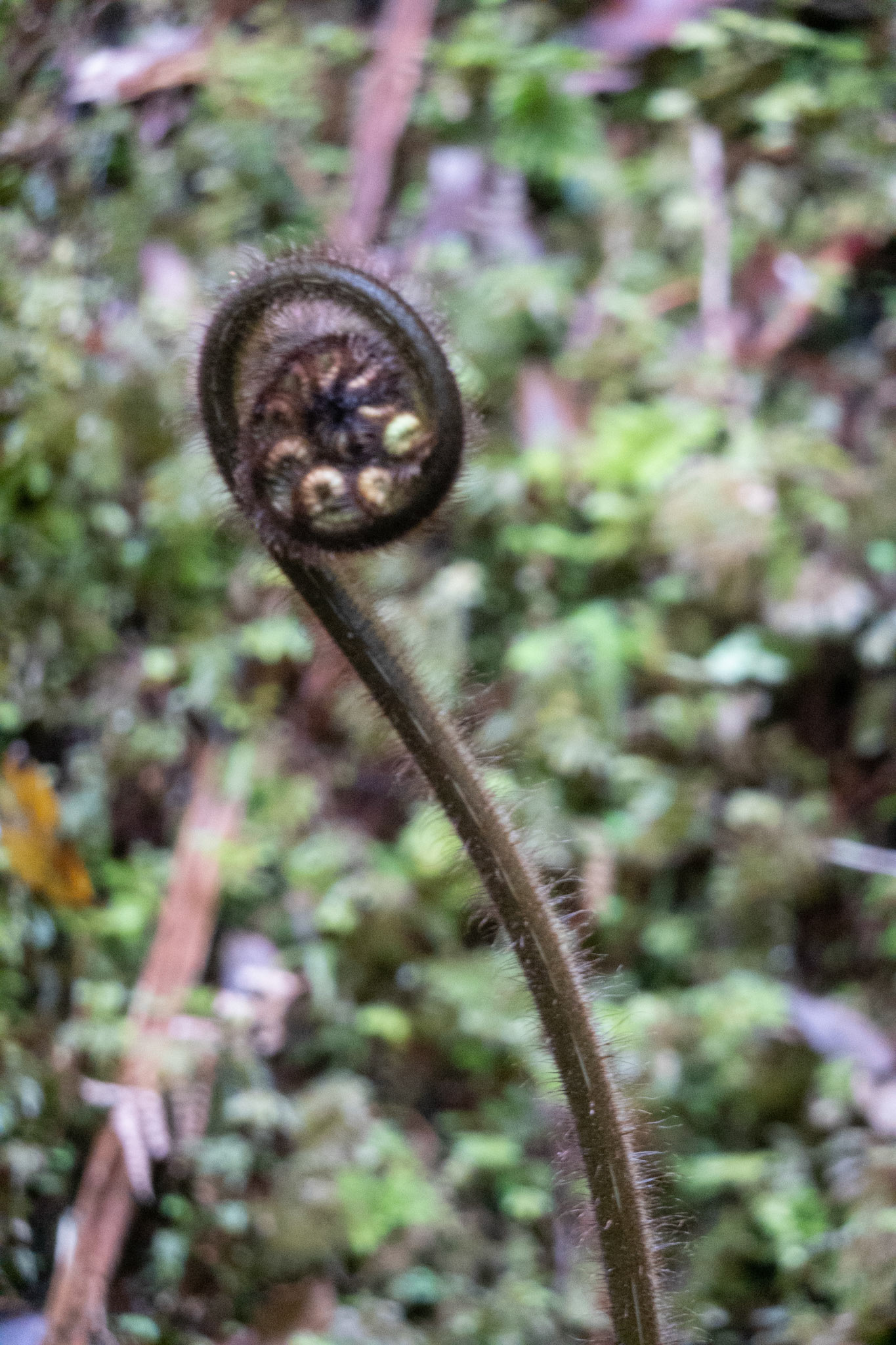 Fern unfurling