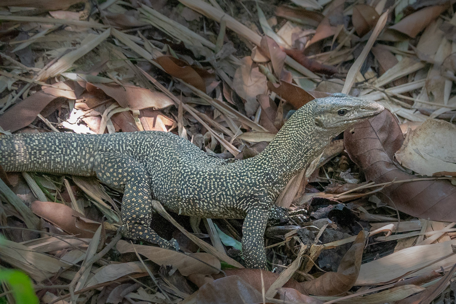Friendly goanna