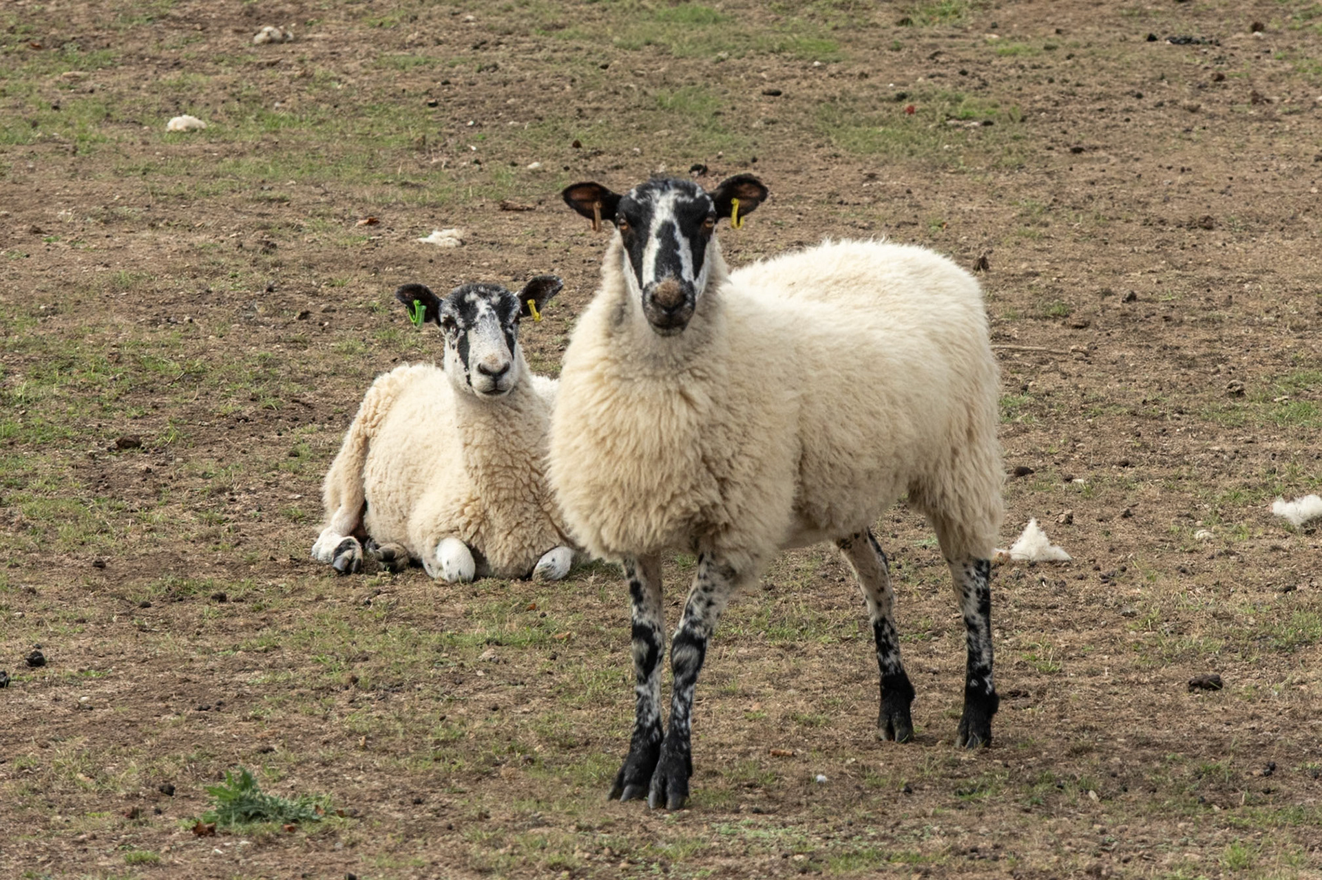 A few of the locals, Blenheim Palace