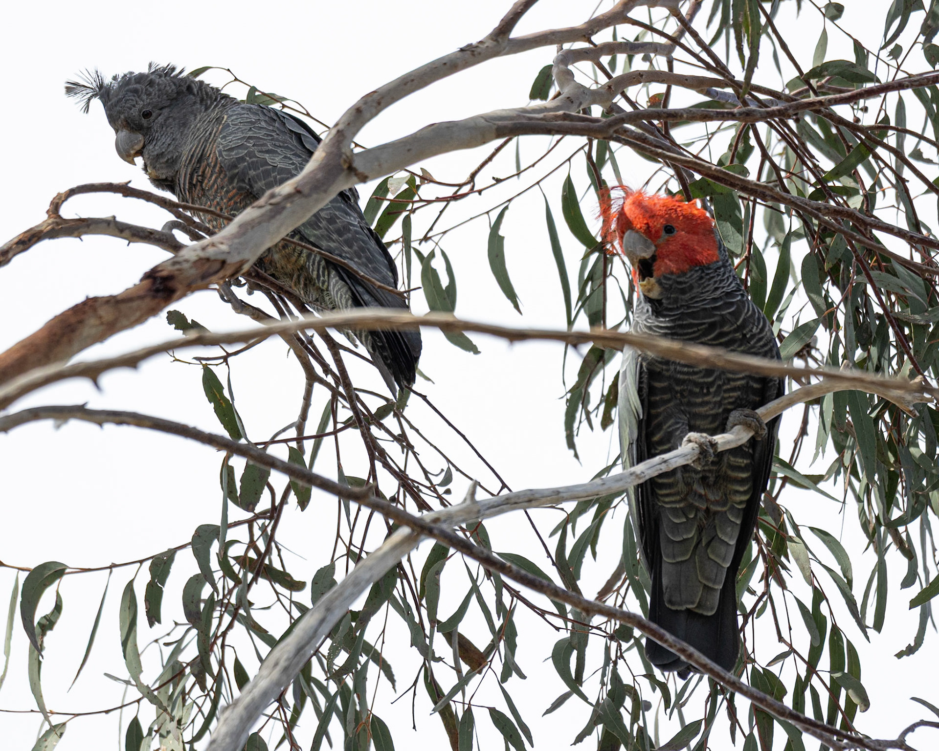 Female (grey) and male (red head) gang-gang cockatoo