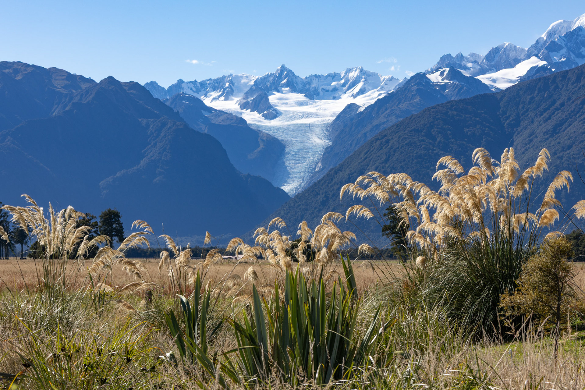 Fox Glacier - the classic view