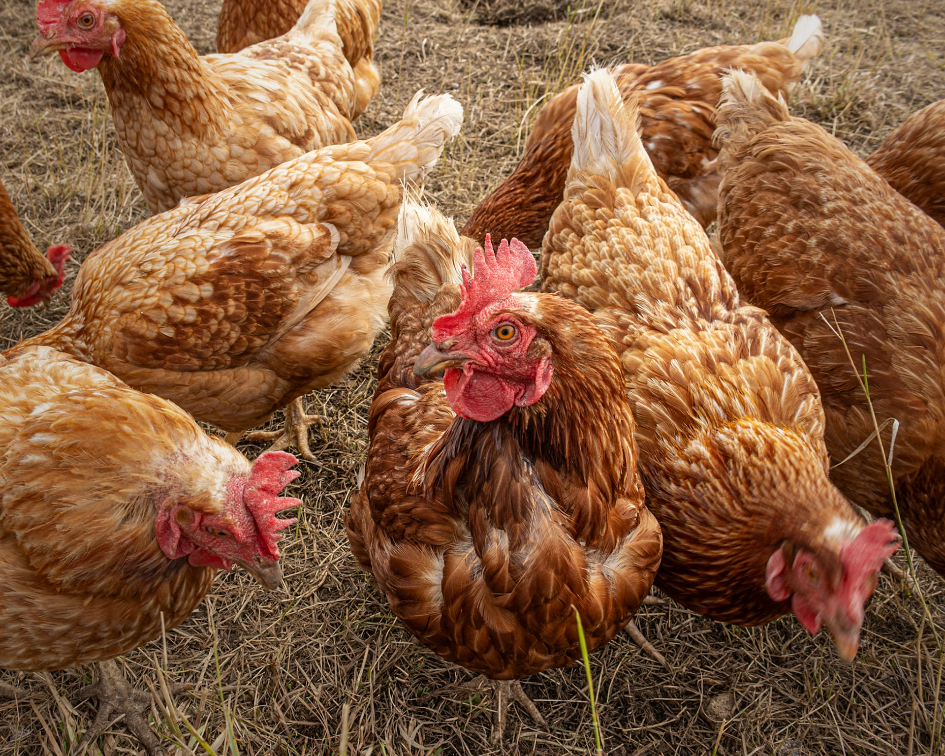 Chooks, Fawler