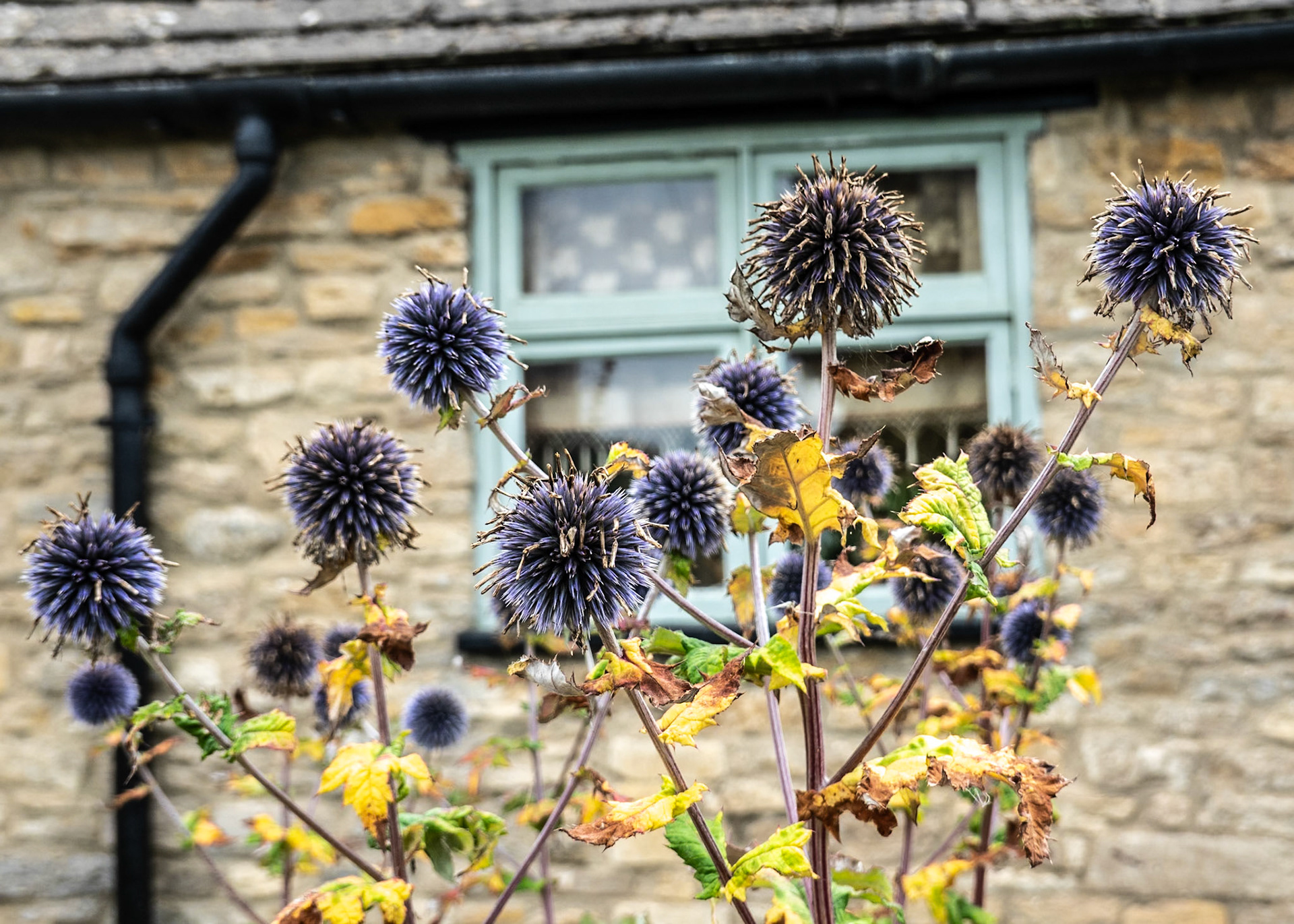Globe thistle