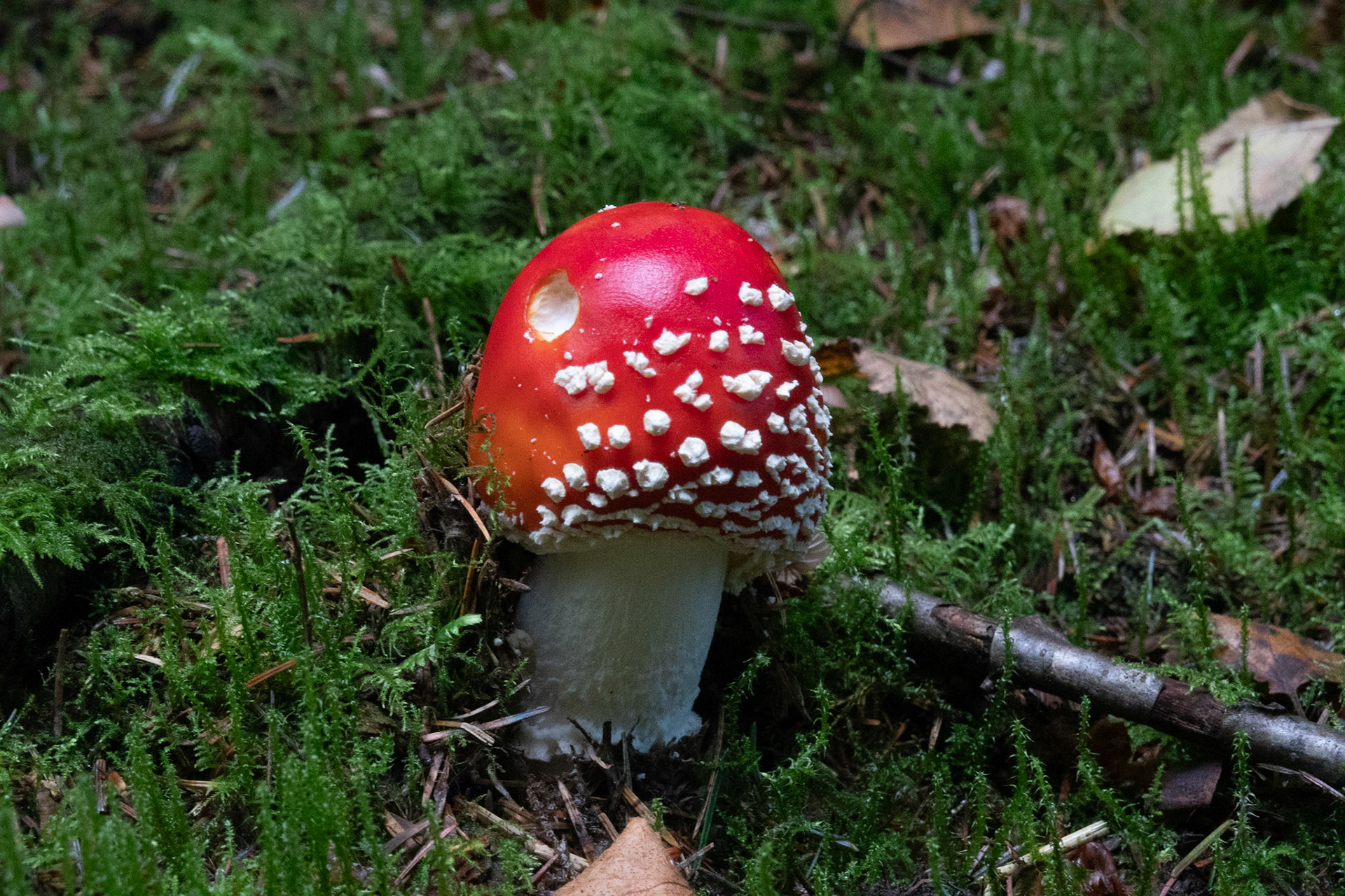 Kingswood to Buttington walk - magic mushroom