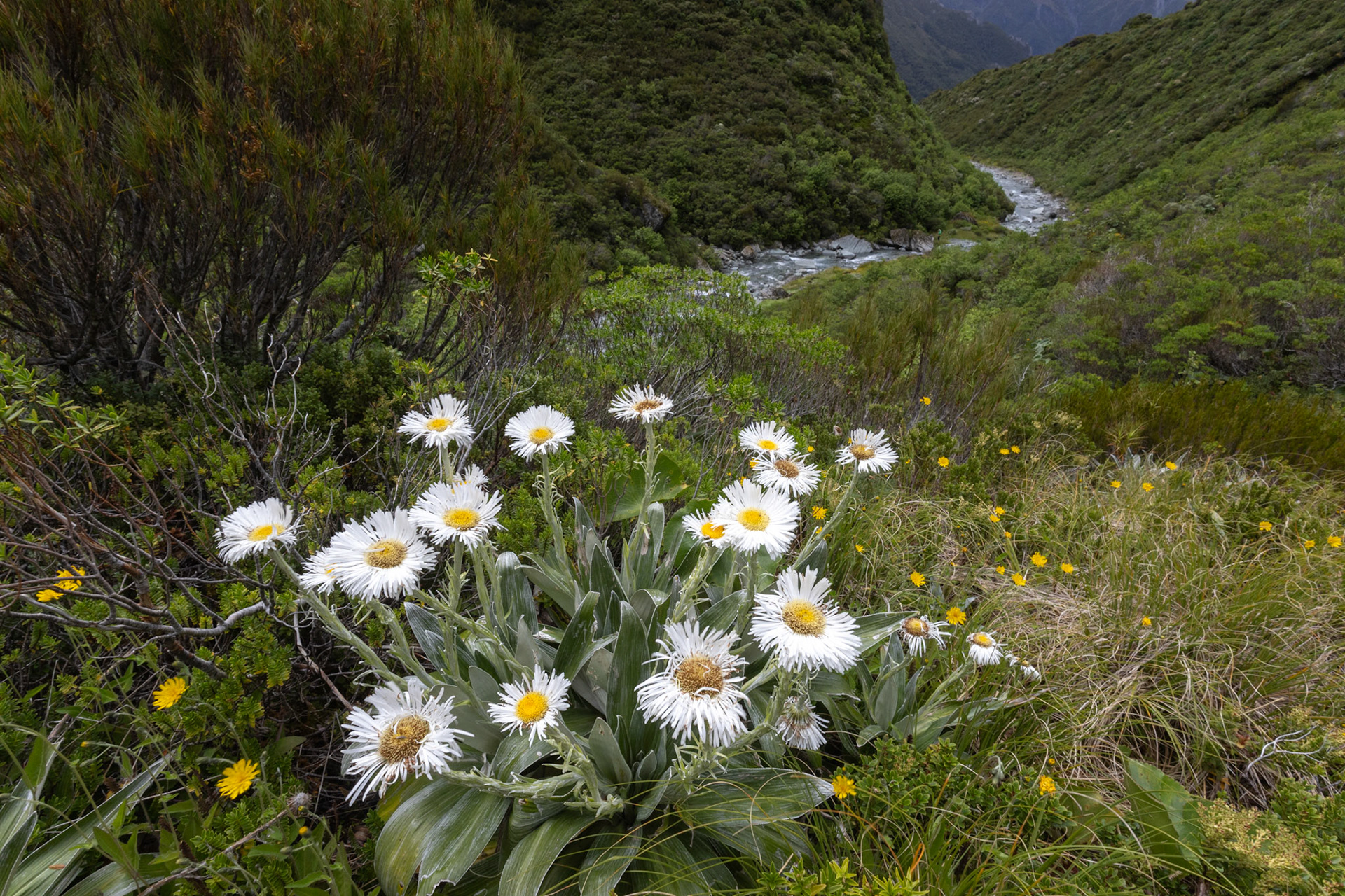 Alpine daisies