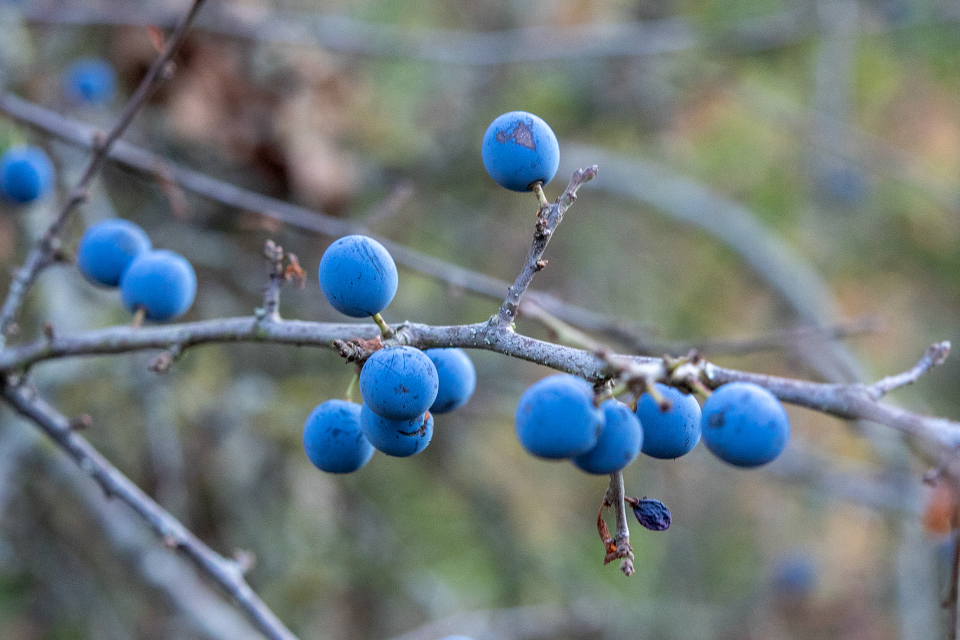 Sloes - they make gin out of these!