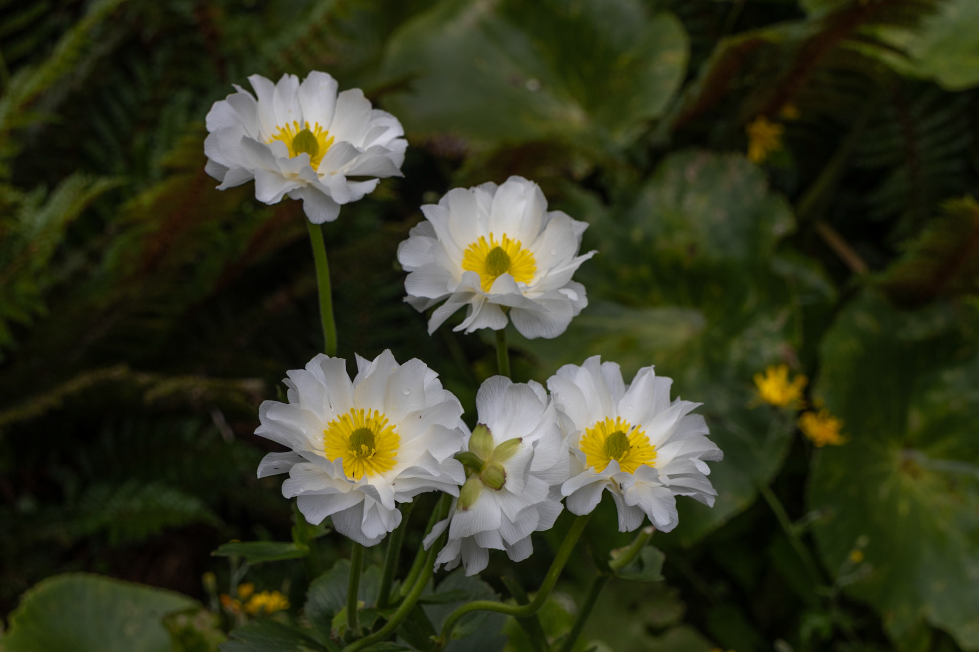 Mt Cook lilies