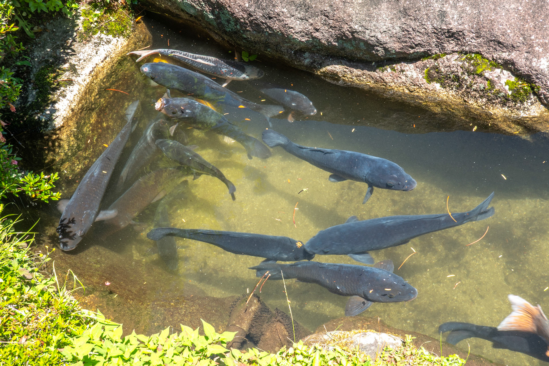 Black (?) goldfish, Nagiso