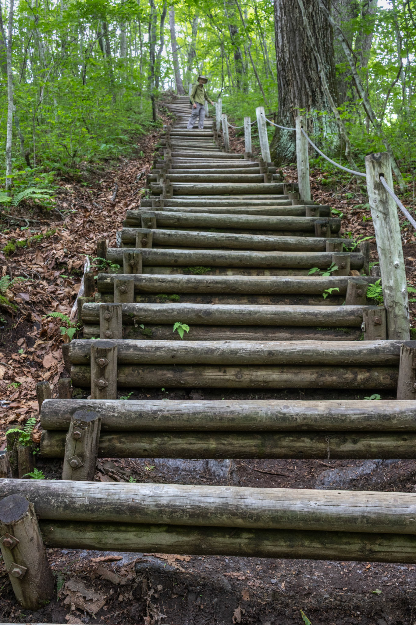 Endless steps, Shinanoji nature trail