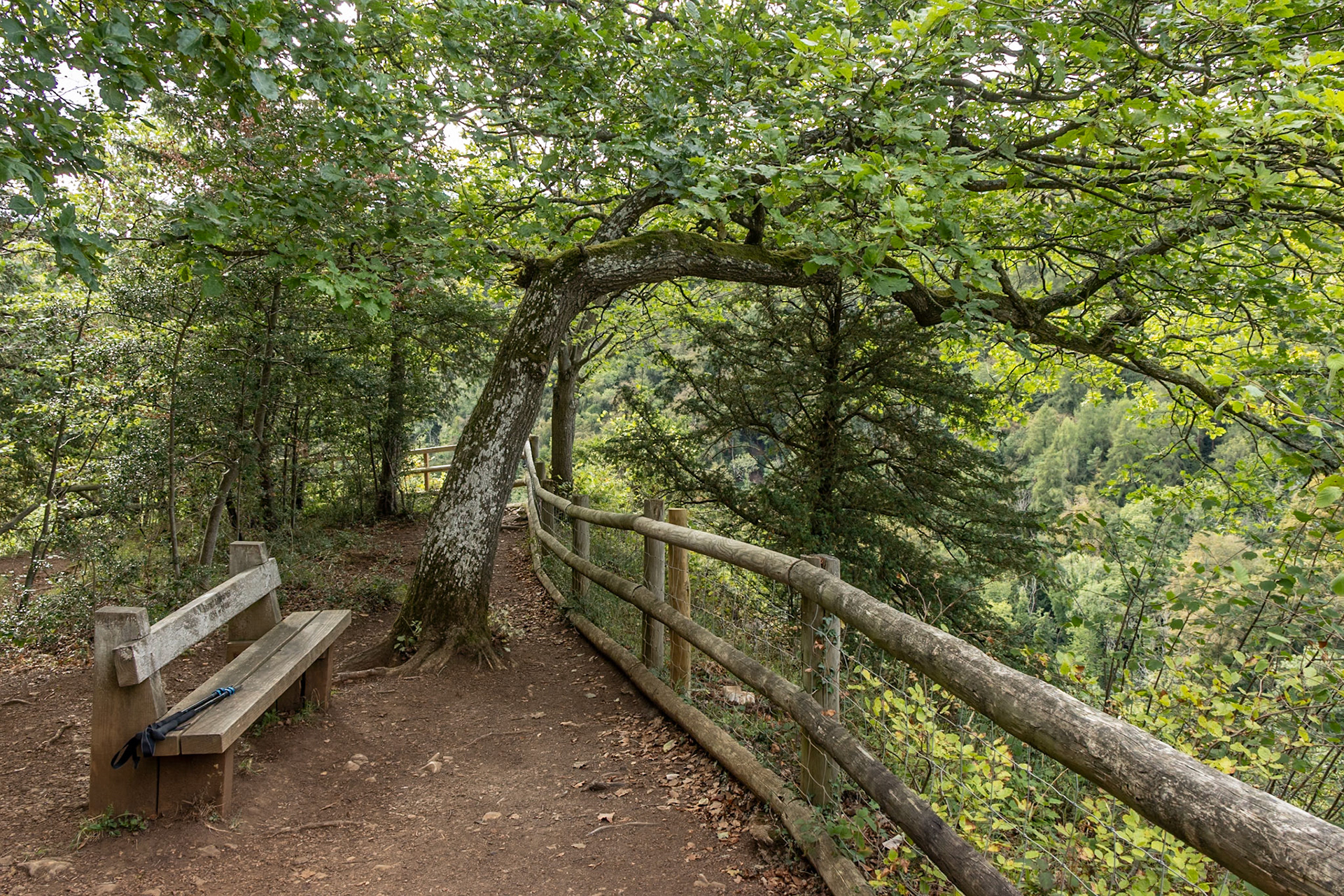Viewpoint, Symonds Yat