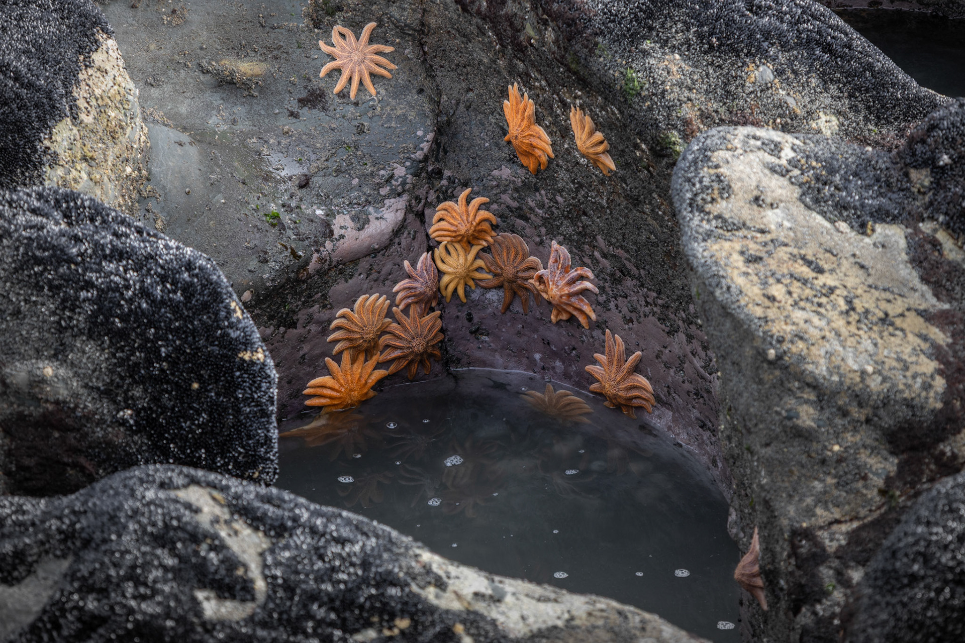 Starfish, Motukiekie Beach