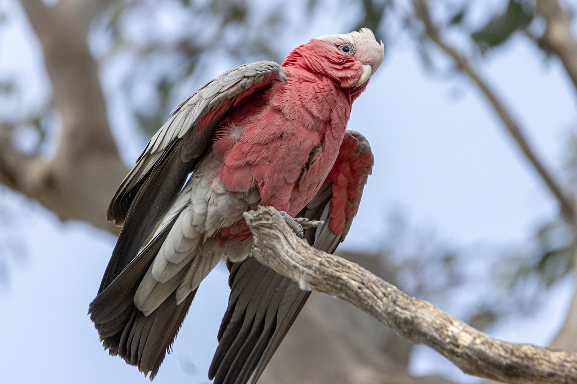Galah