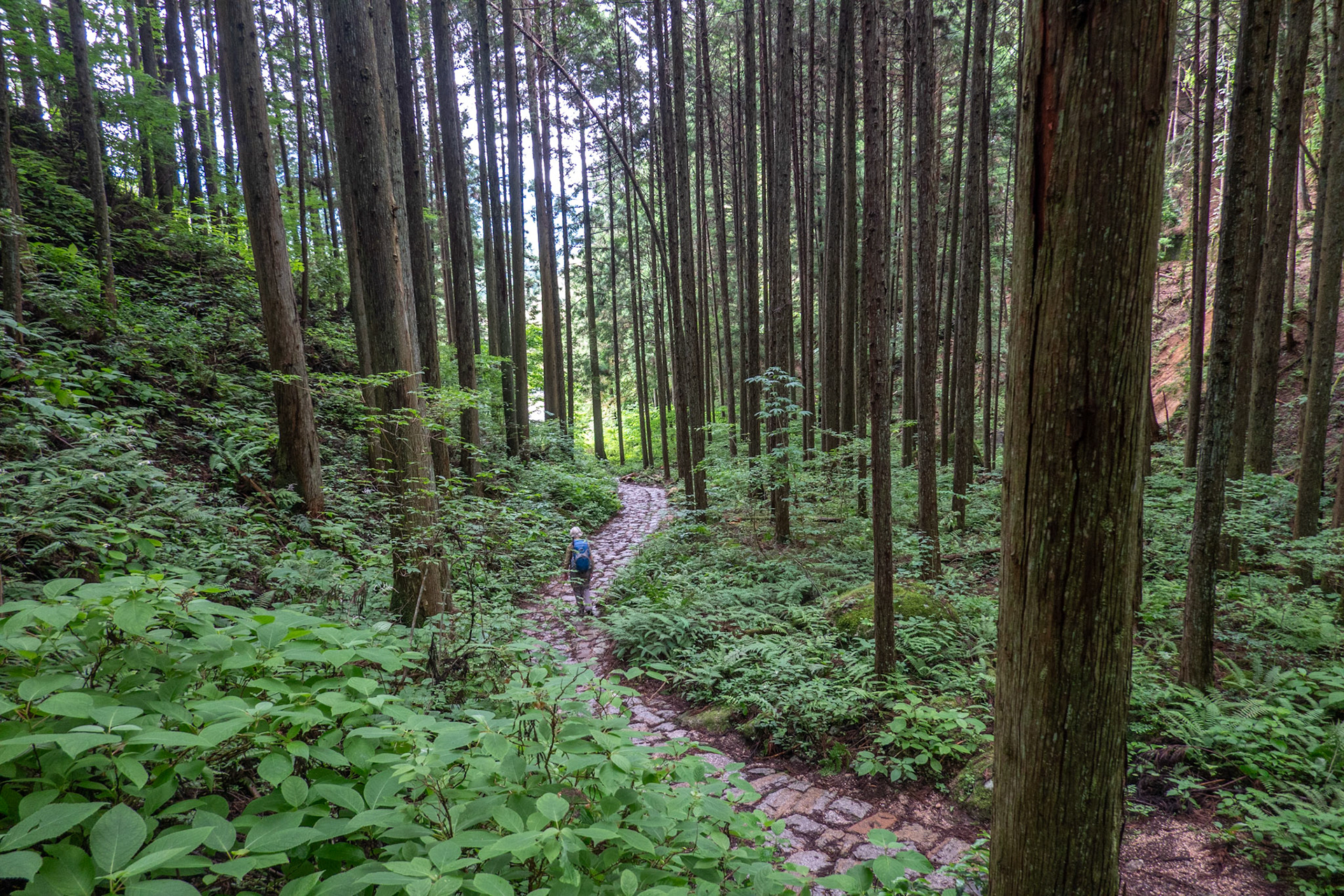 The forest