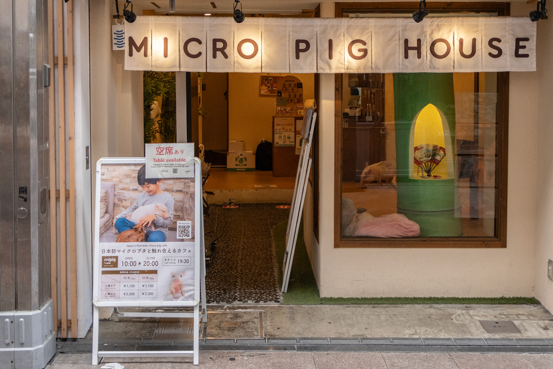 Micro pig cafe