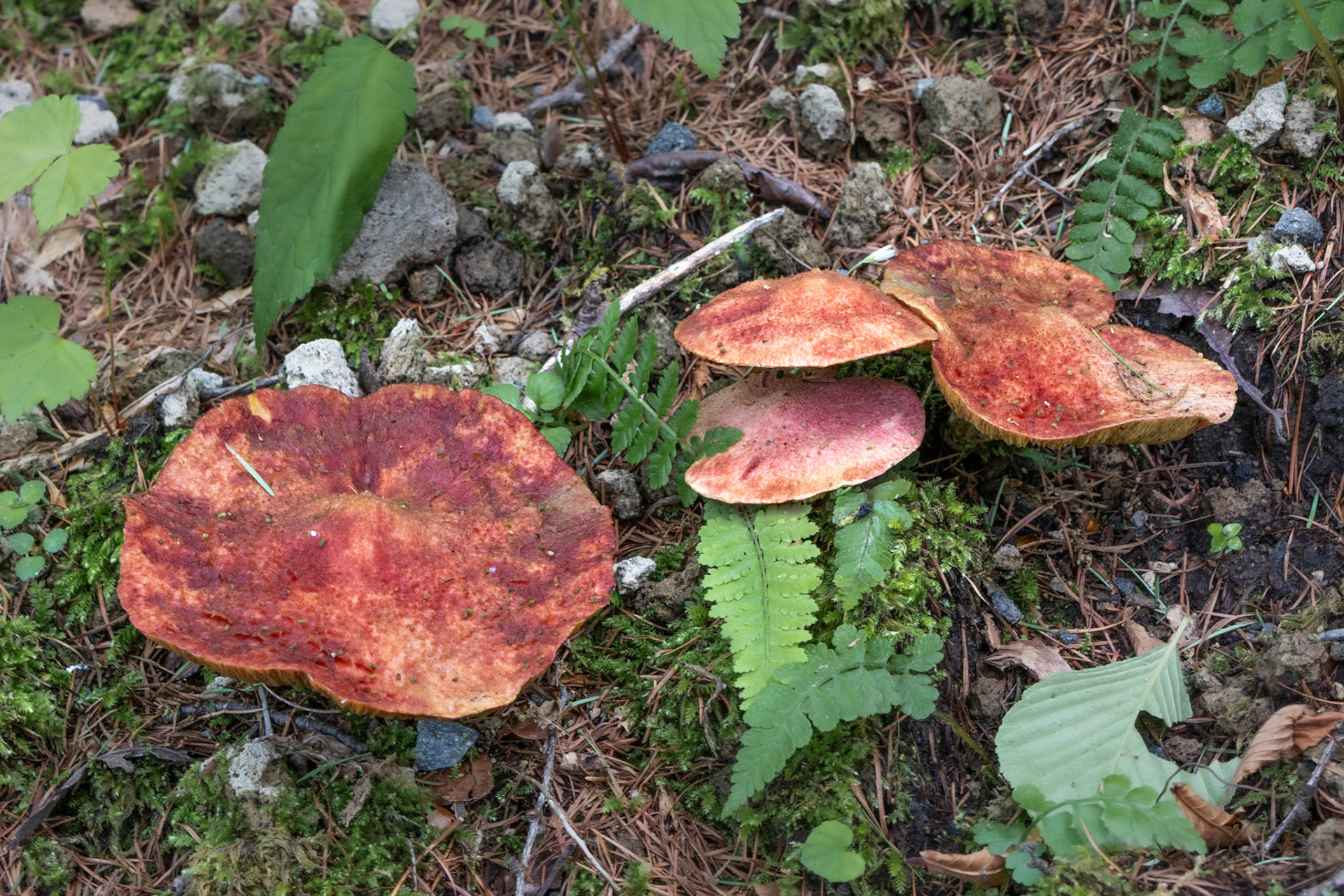 Mushrooms