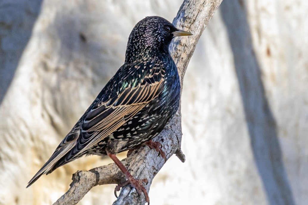 Starling. First capture of one of these