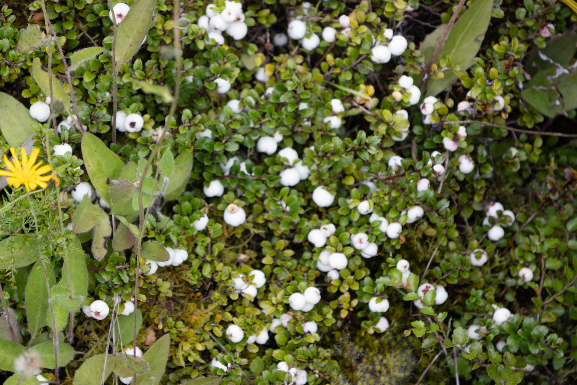 Snow berries - there edible!