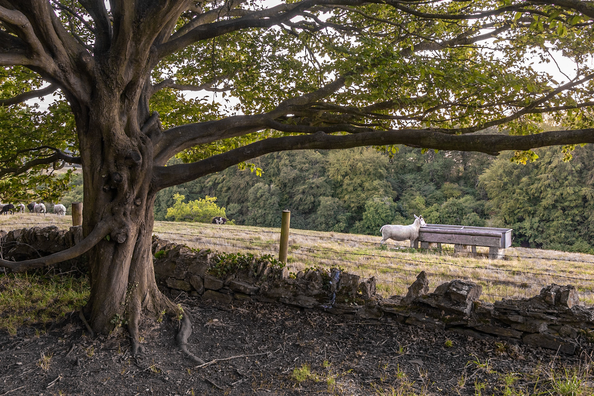 Brook Lane, Stonesfield