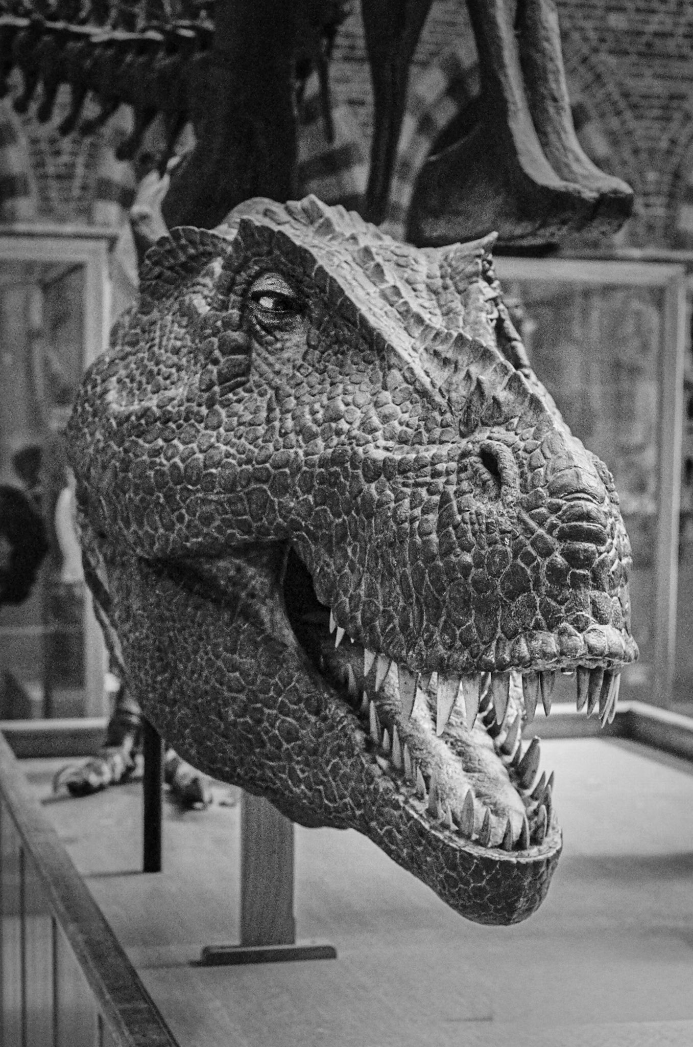Dinosaur, Natural History Museum, Oxford