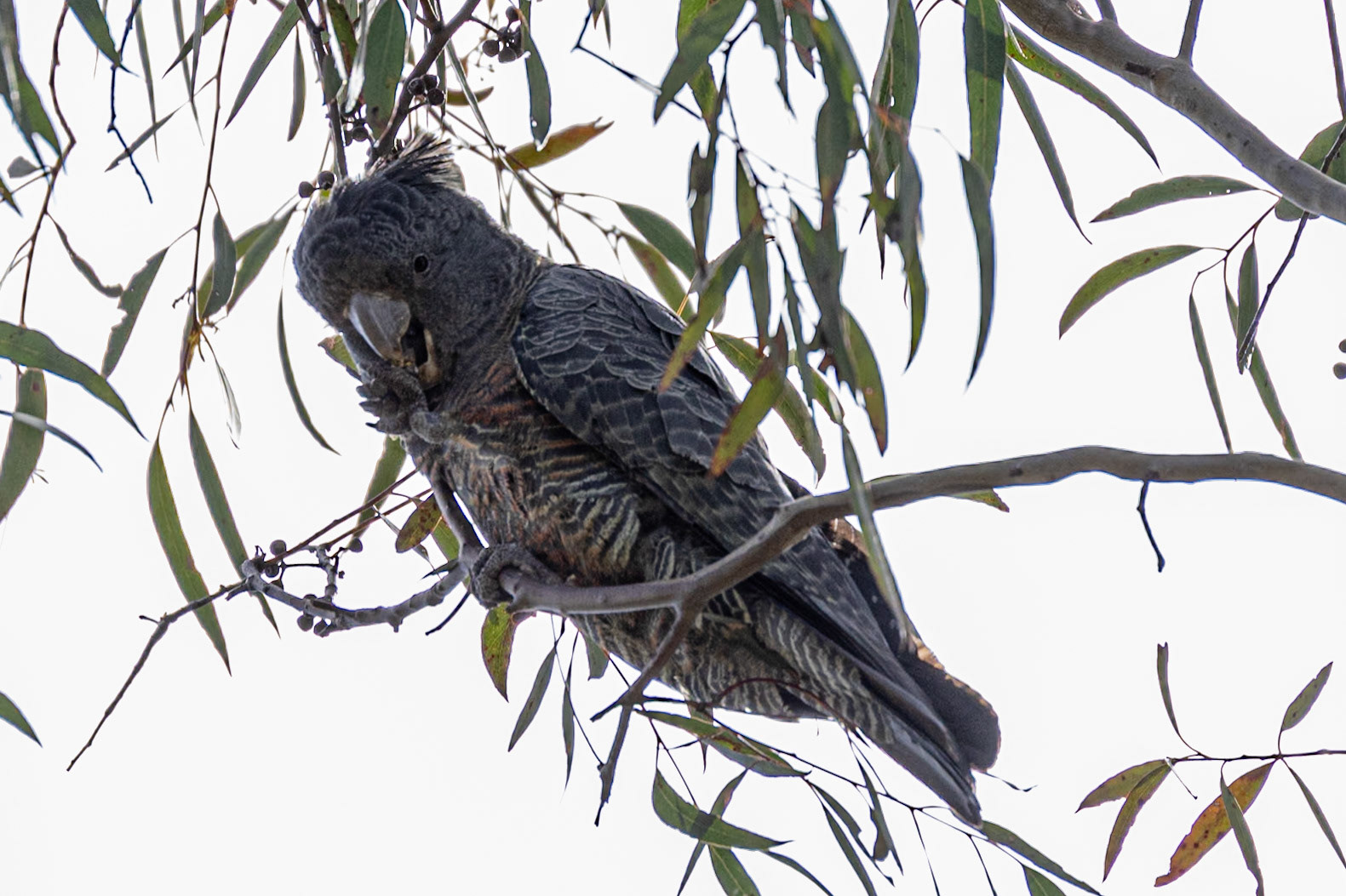 Female gang-gang cockatoo