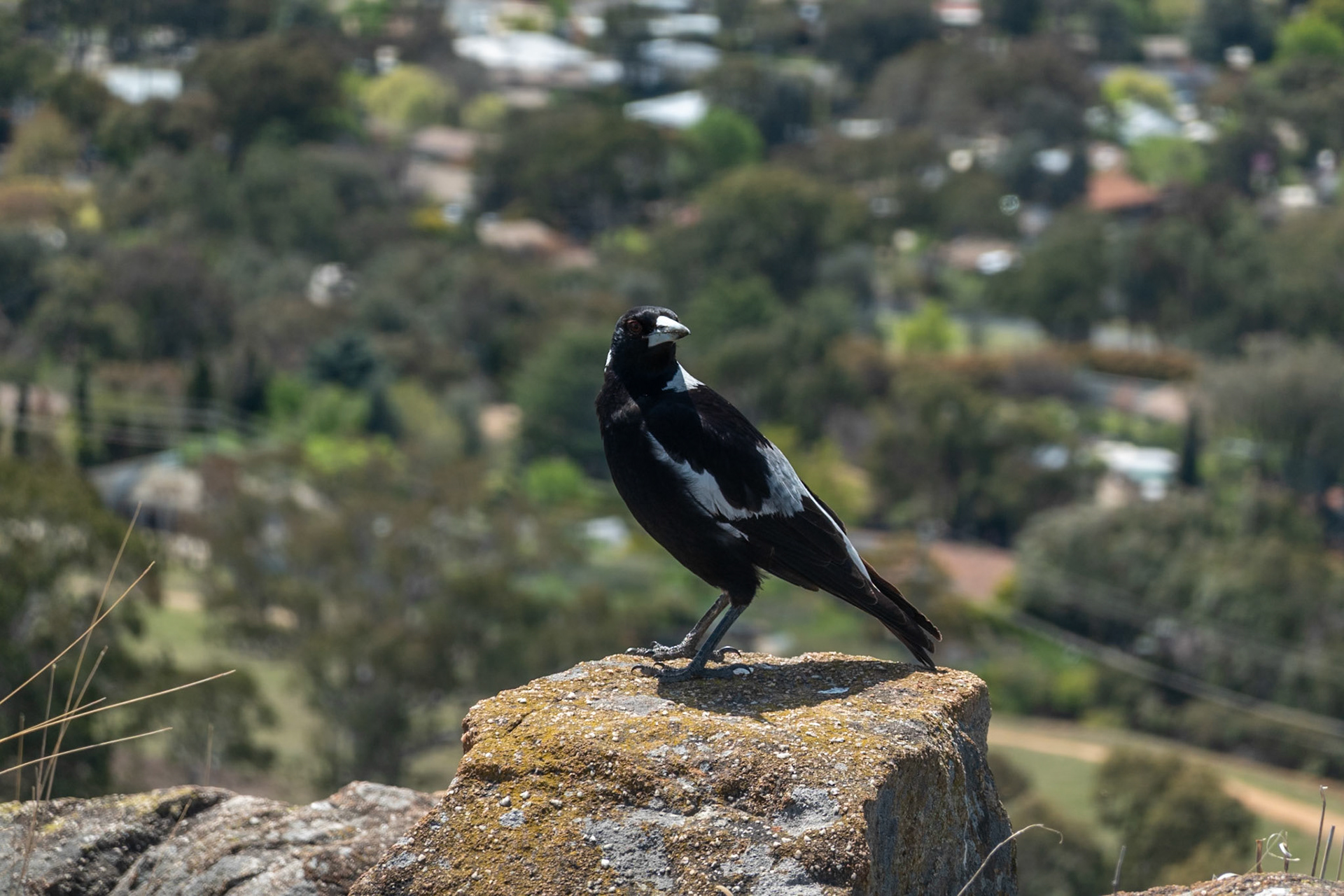 Magpie at summit of Urambi Hills