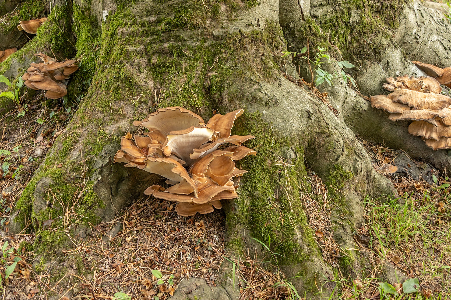 Fungus near Wye River