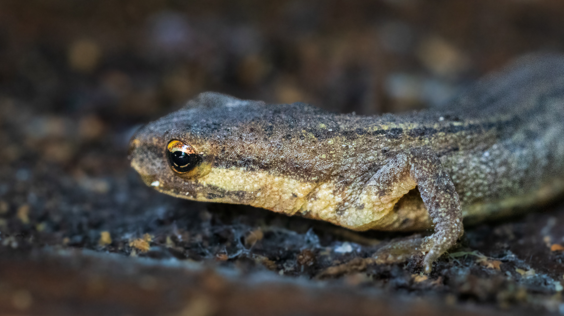 Kleine watersalamander