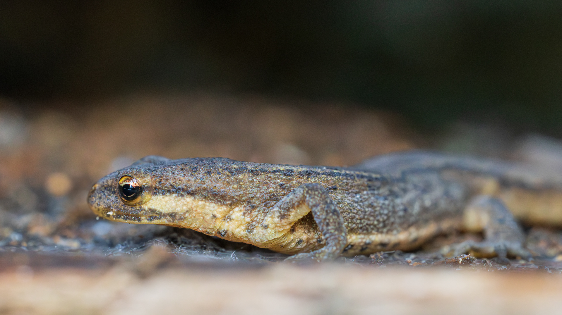 Kleine watersalamander