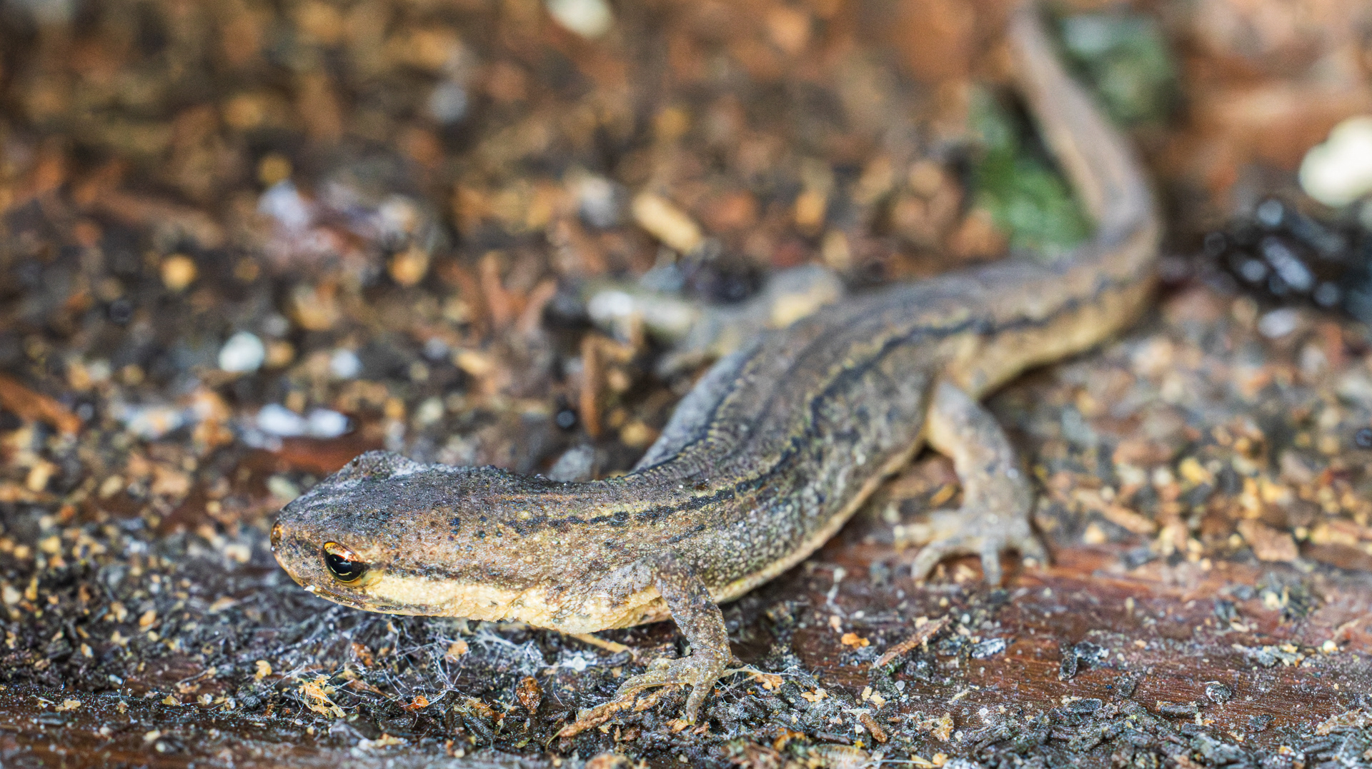 Kleine watersalamander