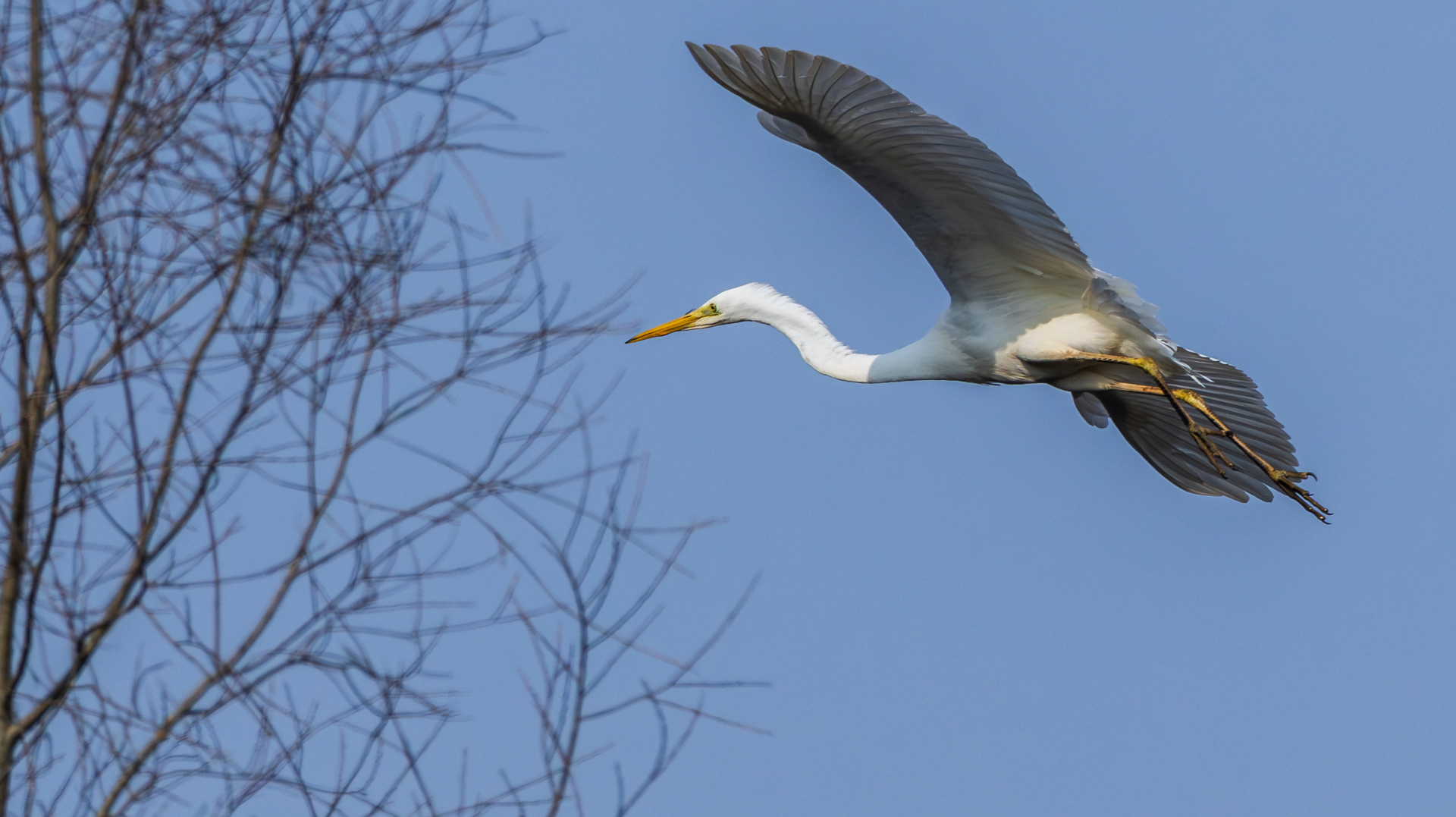Grote zilverreiger
