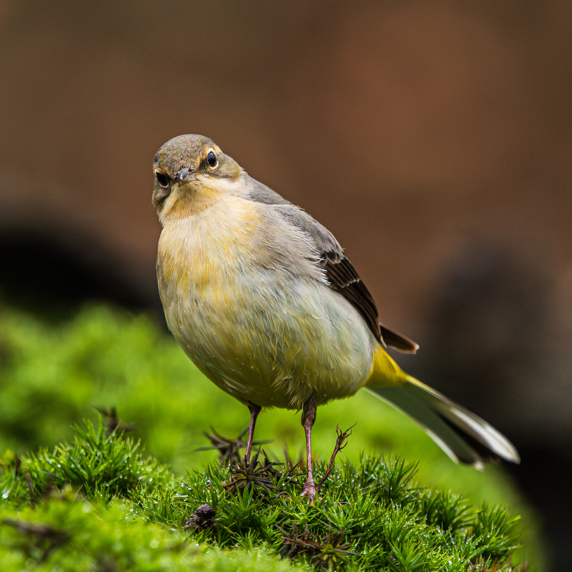 Grote gele kwikstaart