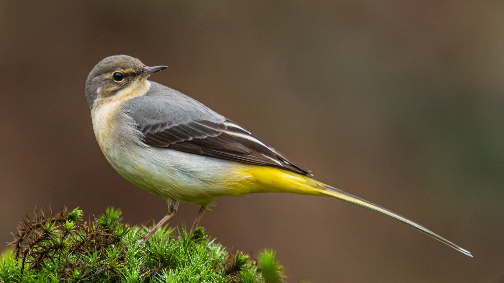 Grote gele kwikstaart