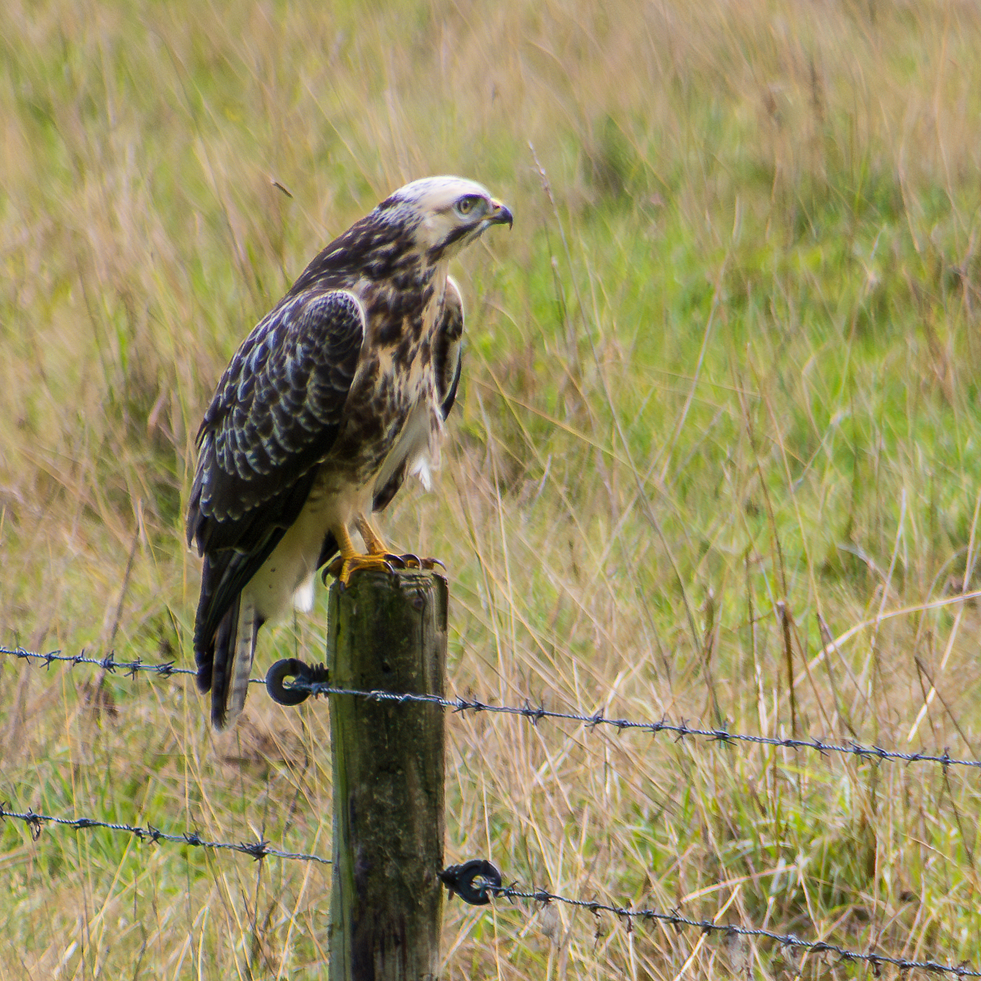 Buizerd