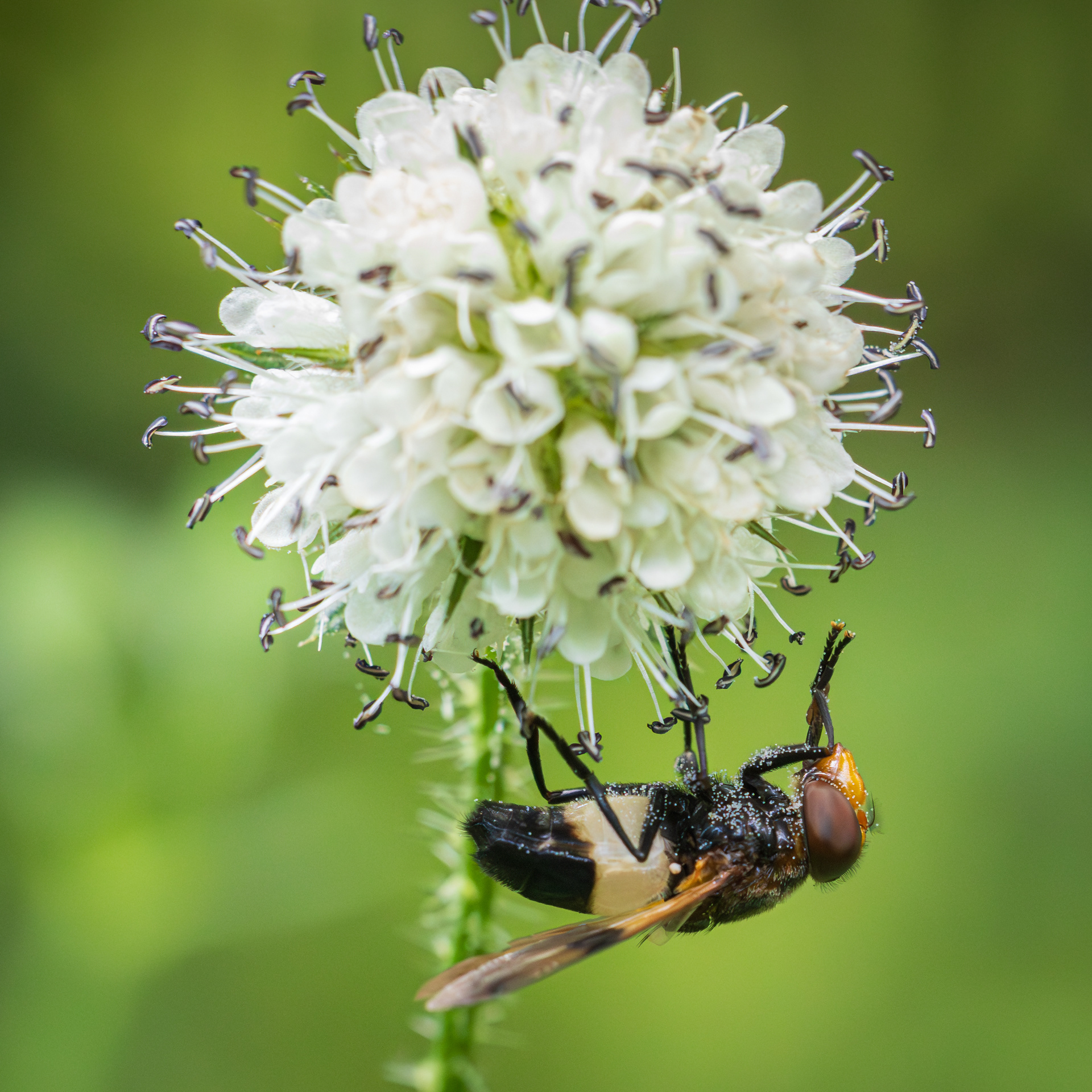 Witte reus (zweefvlieg)