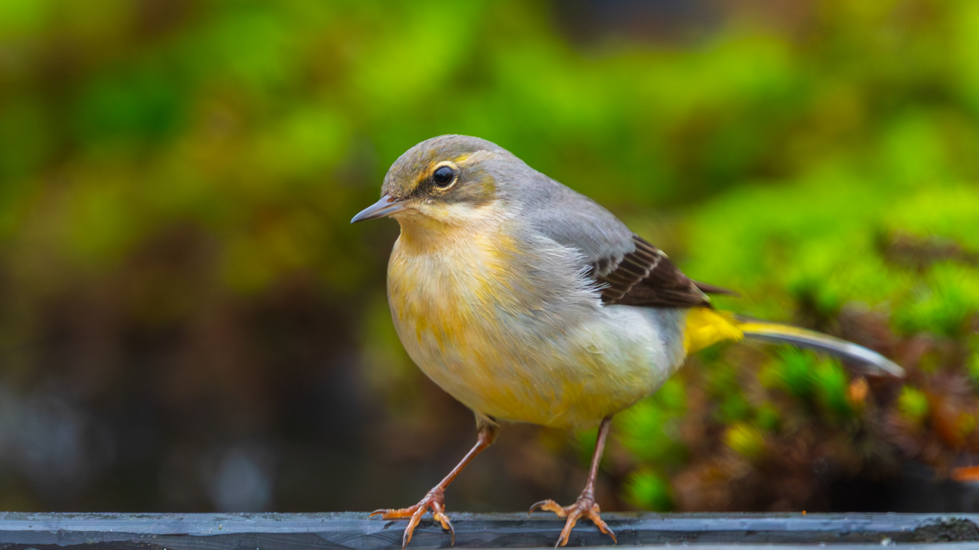 Grote gele kwikstaart