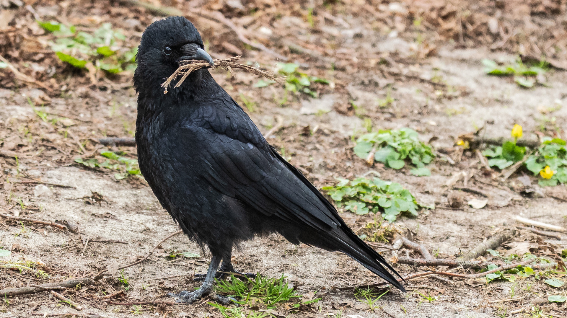 Zwarte kraai
