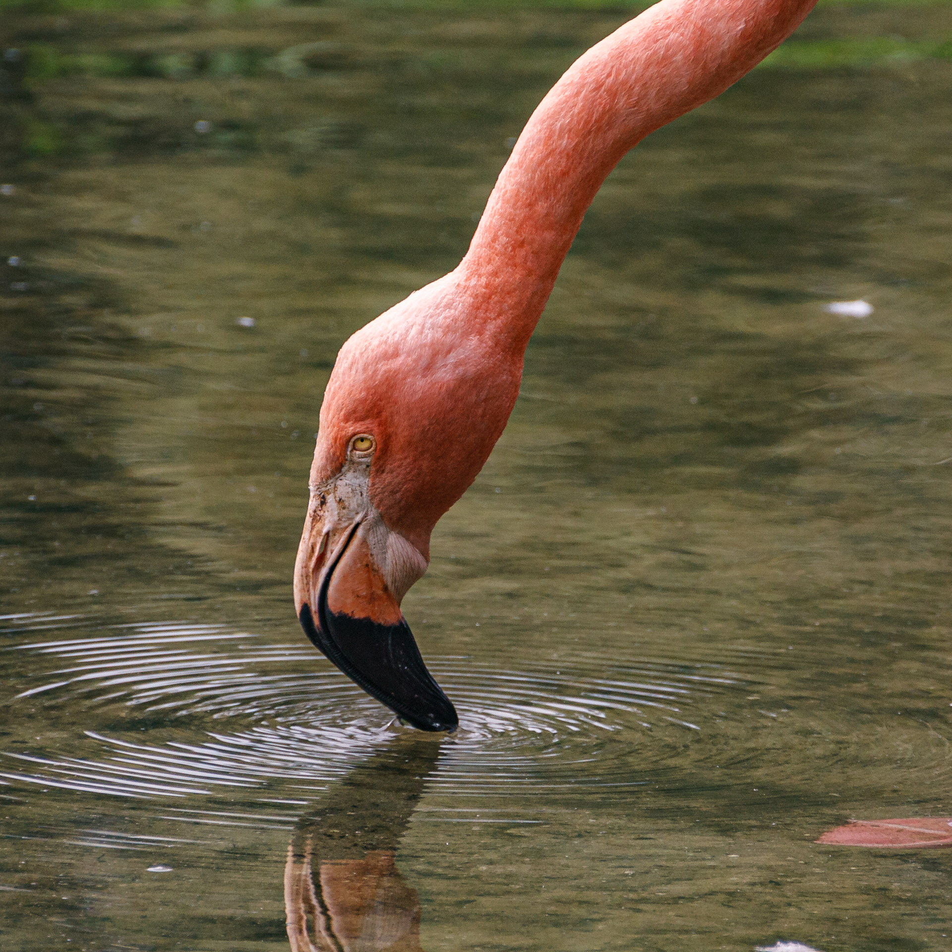 Flamingo