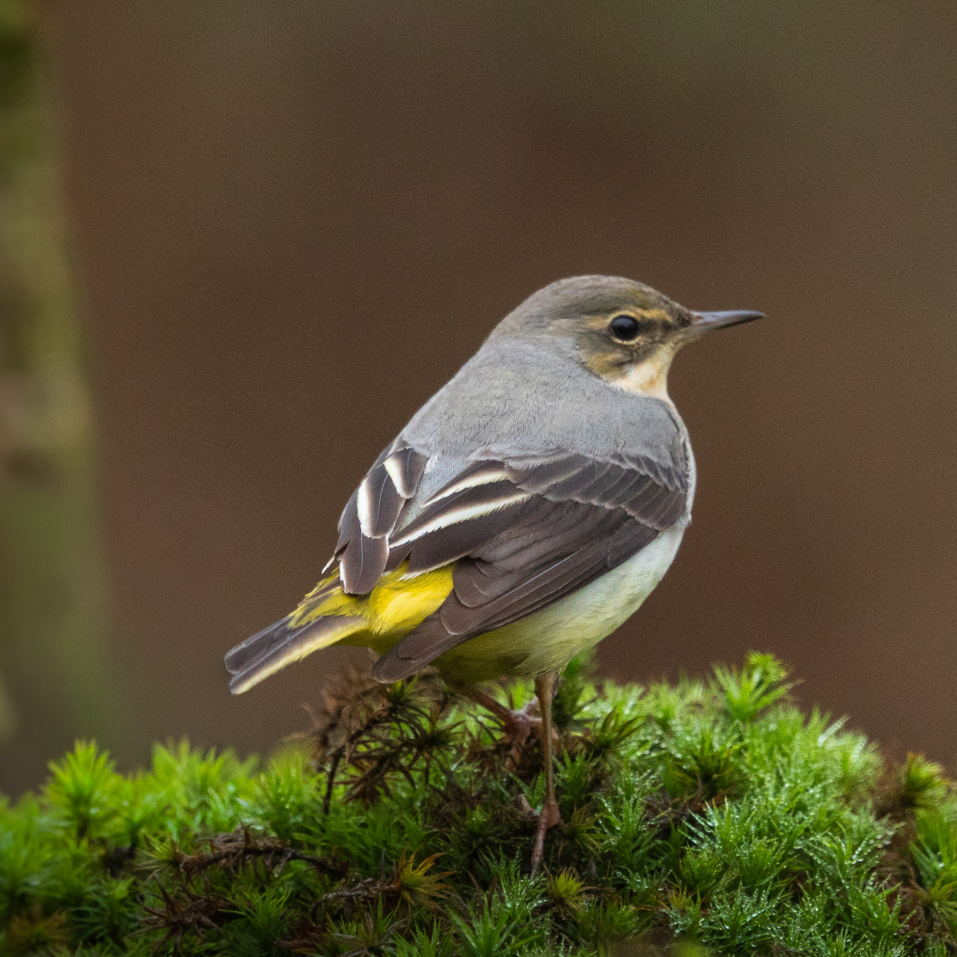 Grote gele kwikstaart