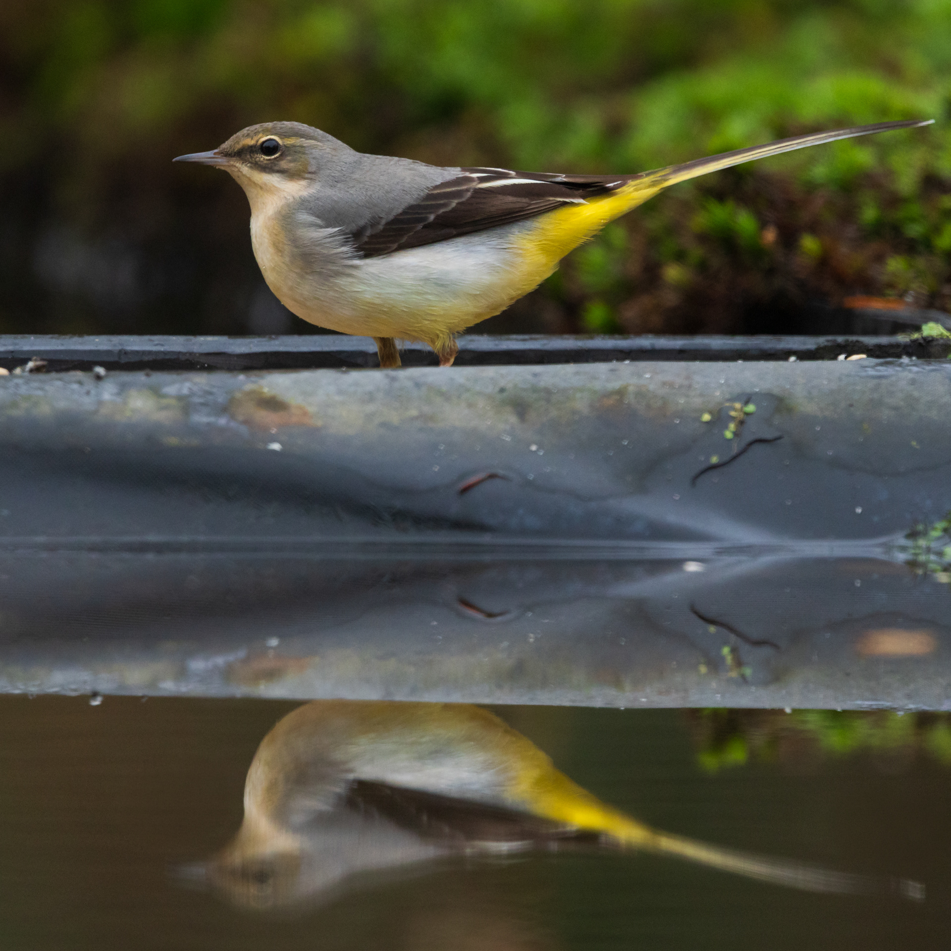 Grote gele kwikstaart
