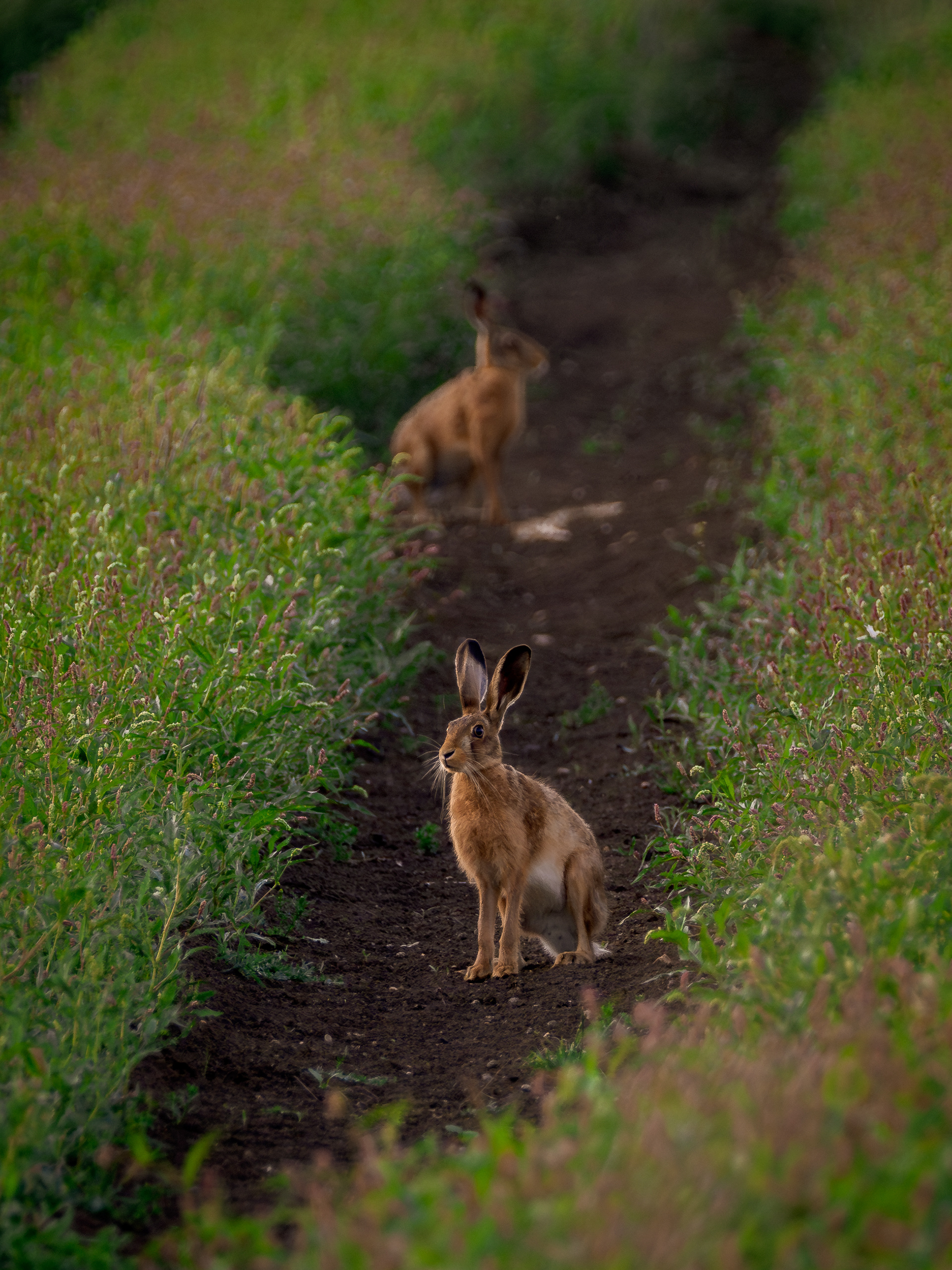 Brown Hares - Foxholes