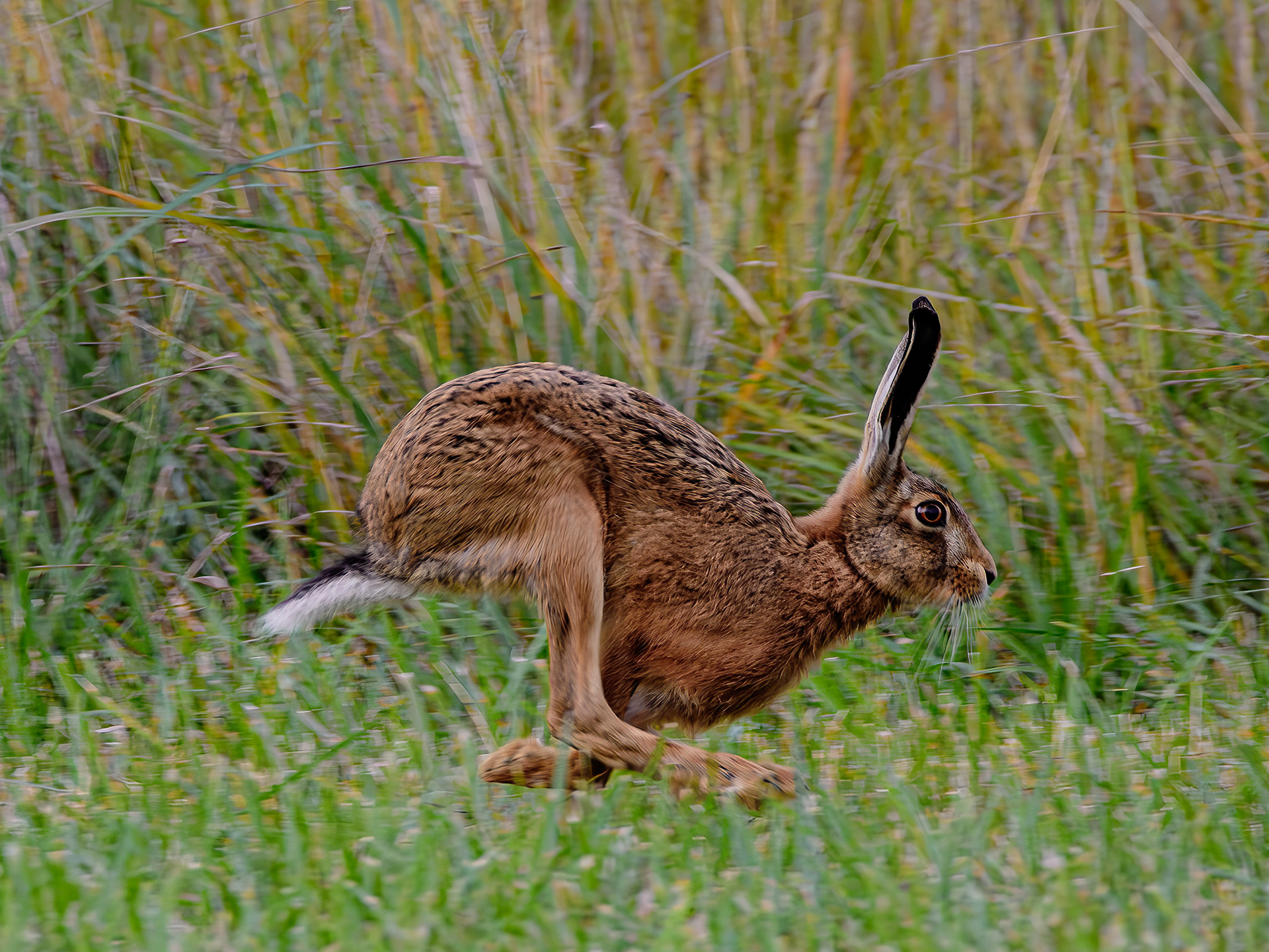 Brown Hare - Foxholes