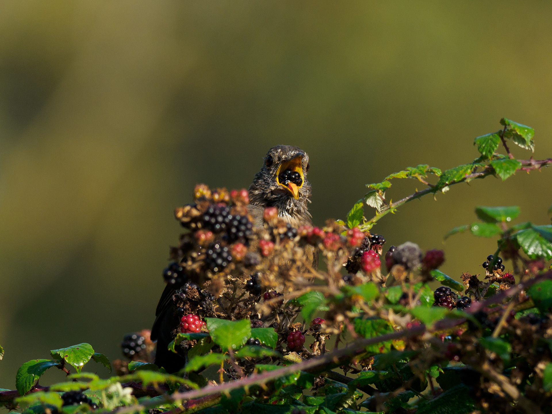 Thrush - Chipping Norton
