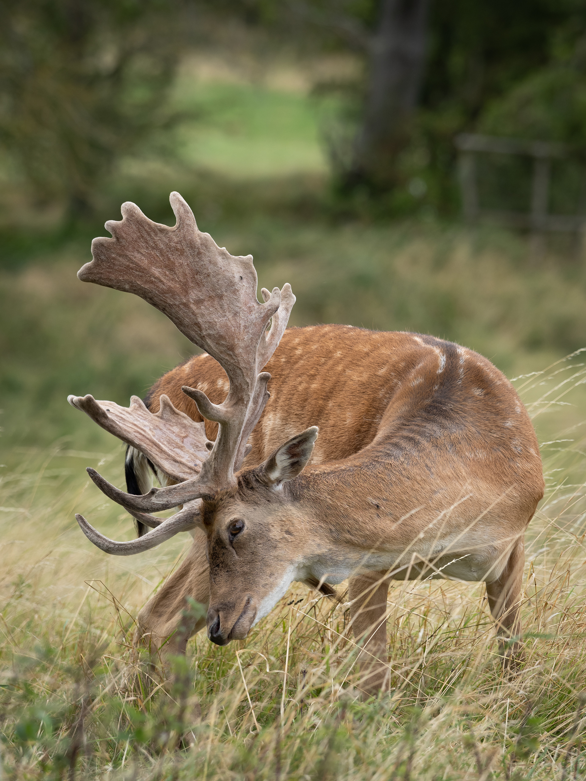 Fallow Deer - Charlecote