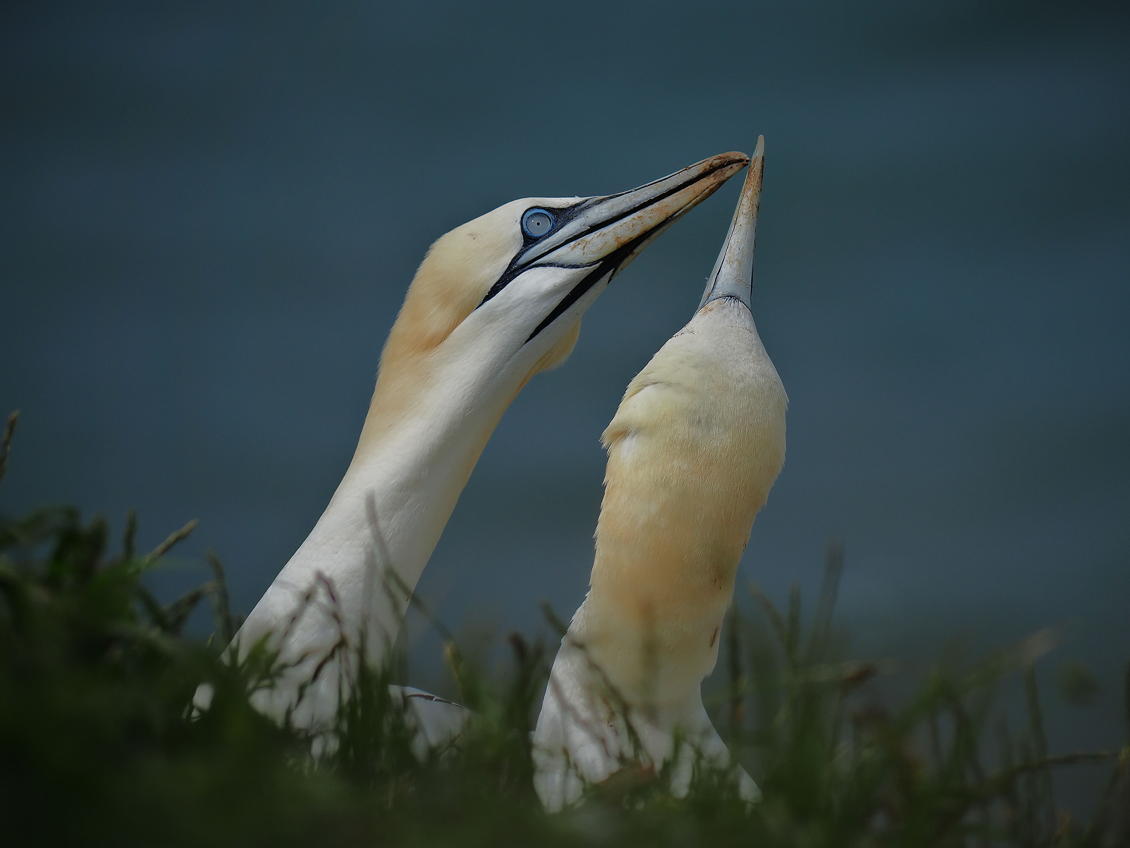 Gannets - Bempton Cliffs