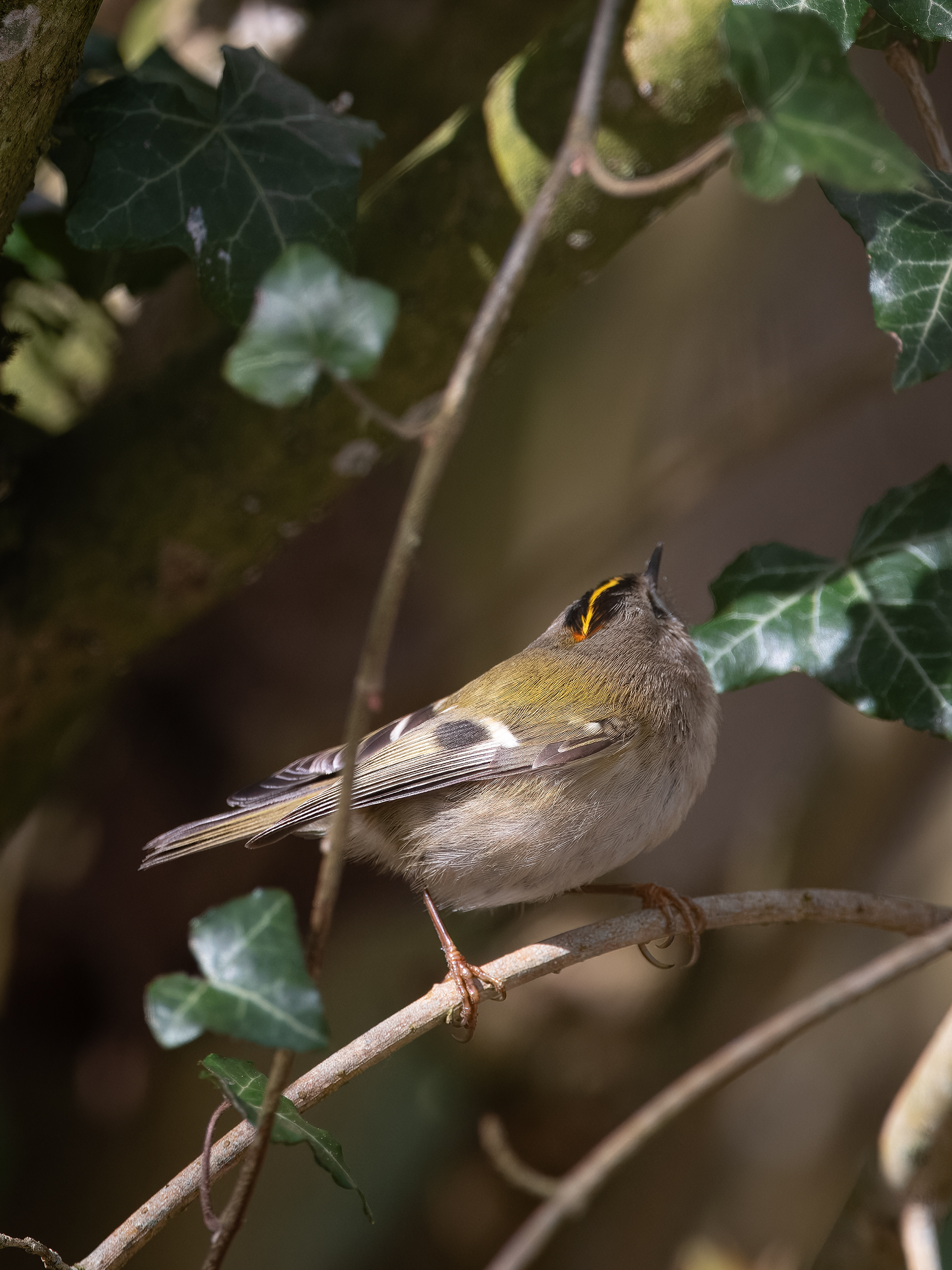 Firecrest - Batsford