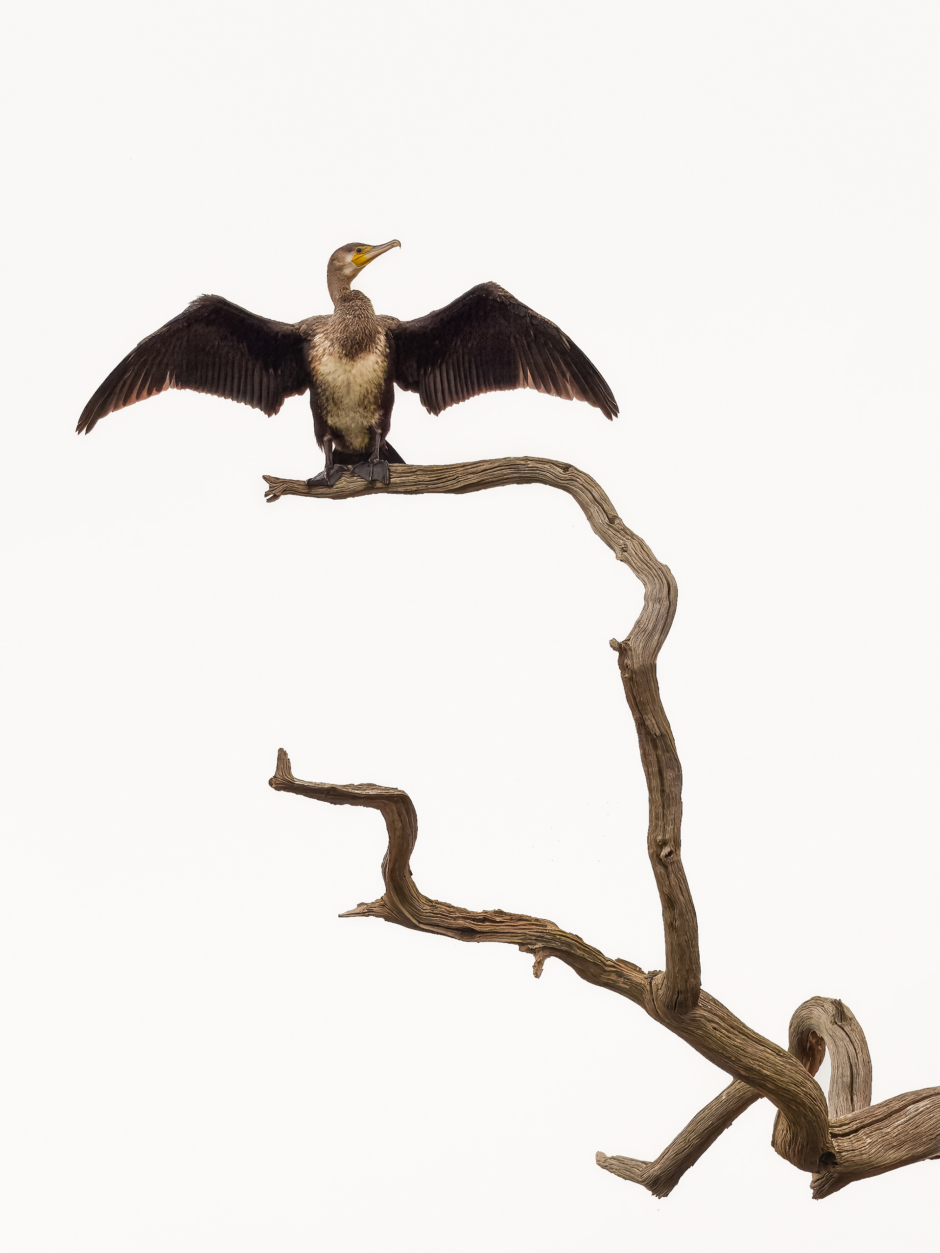 Cormorant - Charlecote