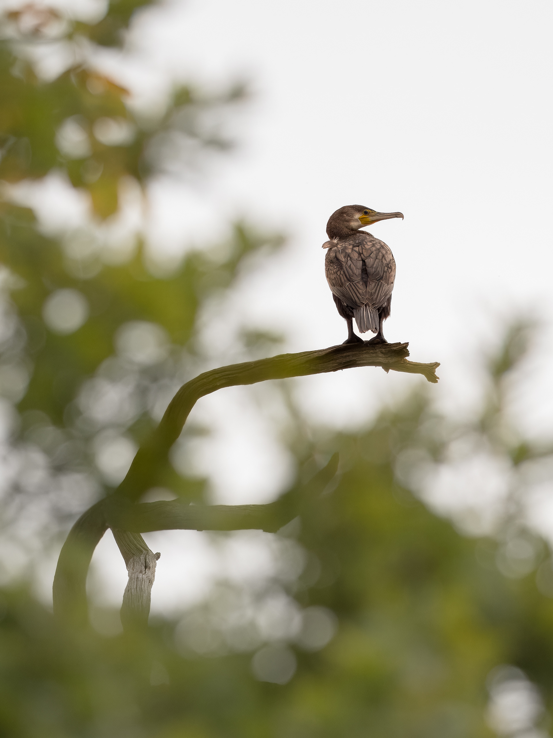Cormorant - Charlecote